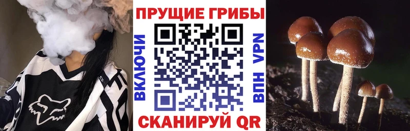 Галлюциногенные грибы Cubensis  Донской 